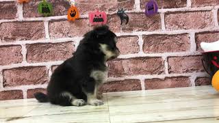 ハーフ犬の動画01