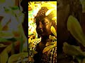 BUDHA FULL SCREEN PORTRAIT WHATSAPP STATUS PEACE OUT BUDHA EDITS