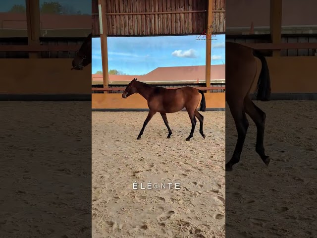 Hungara Soto Gil, un caract&egrave;re d&rsquo;une grande douceur.