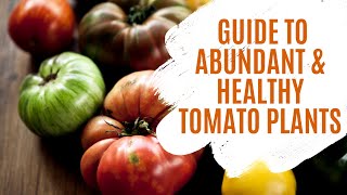 Guide to Abundant & Healthy Tomato Plants | Urban Garden Republic