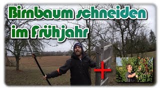 Birnbaum selber schneiden |  Profi Tipps von Dominik (Baumschule Schreiber)