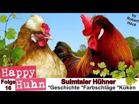 E16 Sulmtaler Hühner im Rasseportrait bei HAPPY HUHN + Zwerg-Sulmtaler und besondere Farbschläge