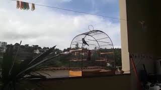 GUGA NETO 66