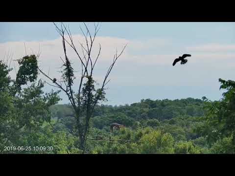 Cornell American Kestrel Fledge Cam - Kestrels outside on tree 6.25.19