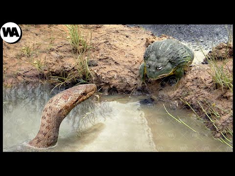 The Frog Does Incredible Things to Protect Her Offspring