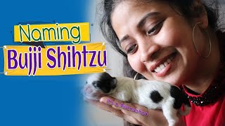 Naming Maa Bujji Shihtzu Puppy On Live| Recreation| guess the name| Vlog