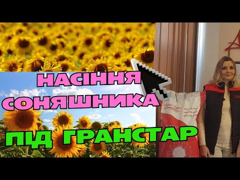 Астон (108 дн) Экстра подсолнечнк устойчив к 7+ рас заразихи под Гранстар - фото 1 - id-p2073985367