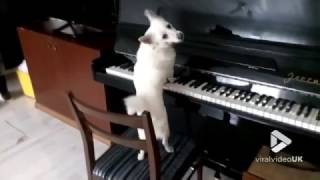 animales  el perro al piano