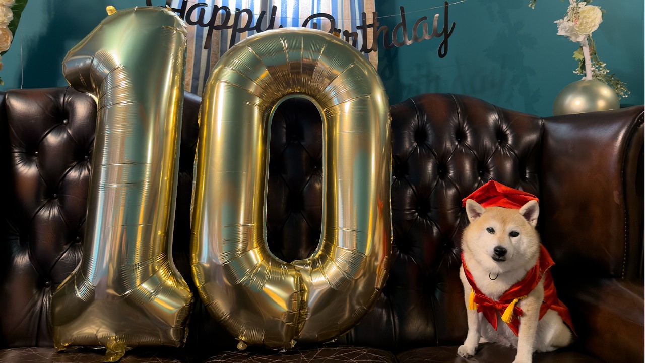 めでたく還暦を迎えた柴犬