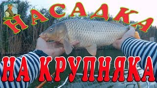 Как сделать приманку на сазана для реки амур