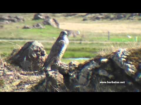 Halcón gerifalte ( Falco rusticolus ) Gyrfalcon