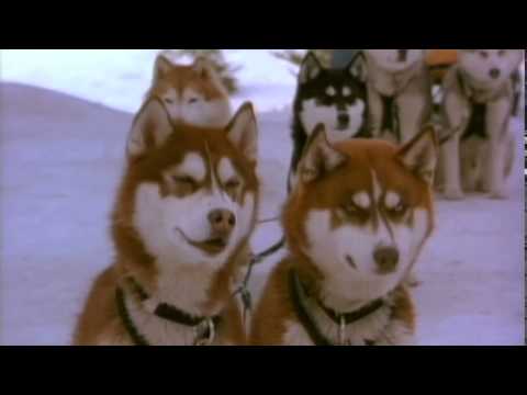 afbeelding Snow Dogs