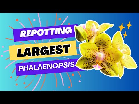 Repotting Phalaenopsis Orchid/Largest in my collection/Aug. 2023