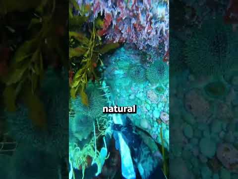 Why is this guy culling sea urchins?! #shorts