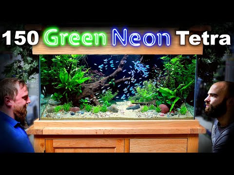 , title : 'The Green Neon Tank: 150 Fish in EPIC 1st Shop Aquarium Build (Aquascape Tutorial)'