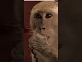 How A Monkey Saved The Lives Of So Many People Mystery Of Ayodhya Shorts