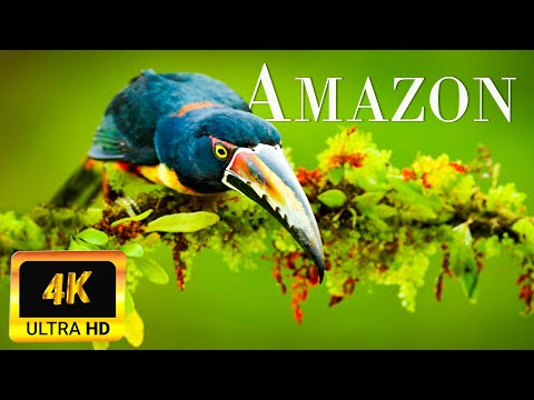 Amazon Wildlife In 4K | Animals That Call The Jungle Home - Amazon Rainforest - Relaxation Film