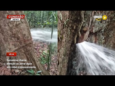 Vídeo: Sumaúma chama atenção ao jorrar água  em vídeo impressionante.