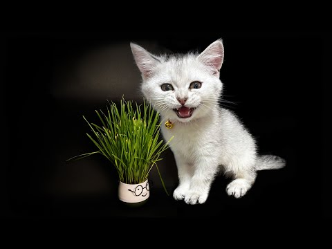 Growing CATNIP Plant for MY CAT ( Timelapse )