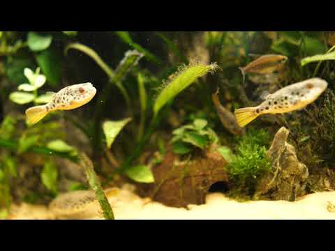 Projekt Afrika / Kongo / Westafrika