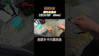 【閲覧注意】魚（カンパチ　33センチ）の血抜きで大量出血！#shorts #釣り #ショアジギング