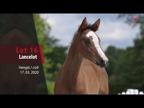 16 Lancelot Hengst v. Like Angel - For Pleasure