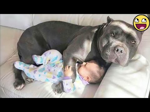 Dogs Protecting Babies Like Their Own Family 🐶👶❤️
