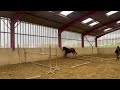 Castrone PFS Pony Francese da Sella In vendita 2021 Baio