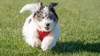 Havanese Health: Allergies, Sensitivities, and How to Cope