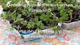 Growing Alpine Strawberries Episode 5: Update And Potting Up Plants