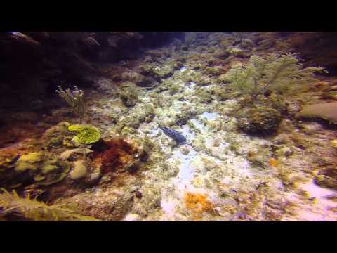 Roatan Dive Trip 14-Jul-14