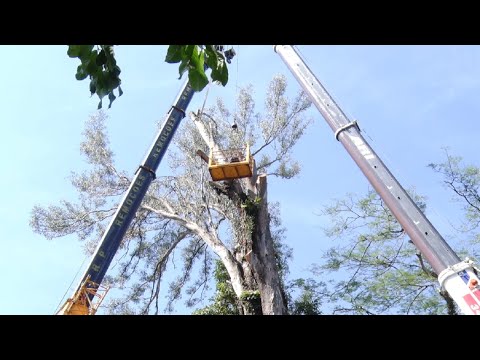 Prefeitura retira eucalipto do Jardim Público