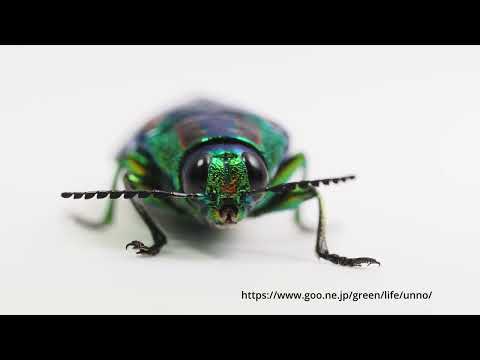 タマムシの深度合成