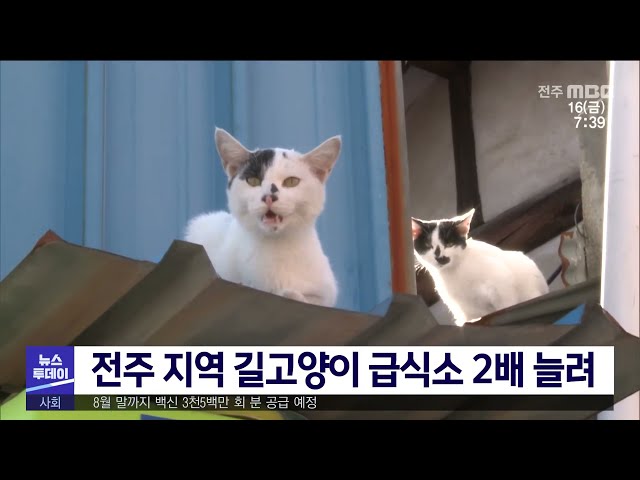전주 시내 길고양이 급식소 2배로 늘릴 예정