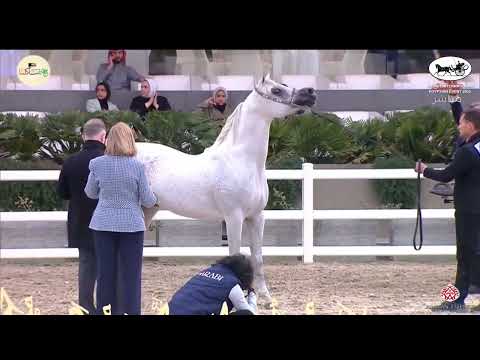 N 243 EZZ AL RASHEDIAH   Kuwait International Egyptian Event 2022   Stallions 7+ Years Old Class 10