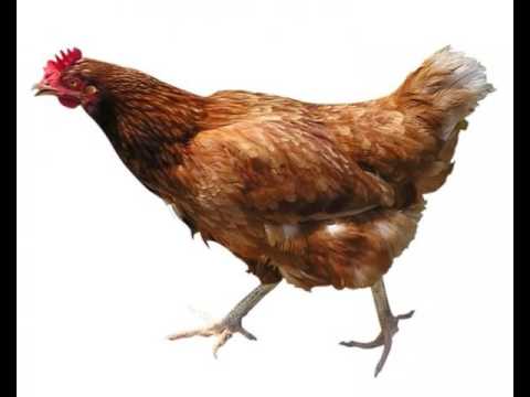 ORLVNDO TVBXX & iZk – АББАТСТВО СНОВ