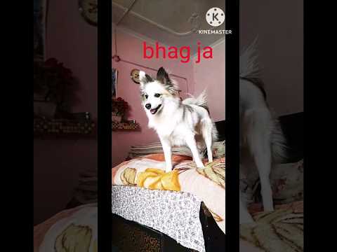 reaction of my dog #youtubeshorts #trending #viral #viralshort #shorts #shortvideo