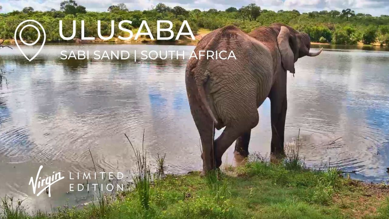 Live webcam view of Ulusaba Wildlife Waterhole Cam