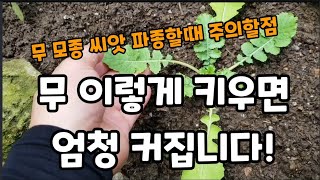 김장무 모종 심기와 씨 파종 이렇게 해주면 무가 엄청 커져요! #김장무파종하는방법 #김장무재배법 #김장무심는…
