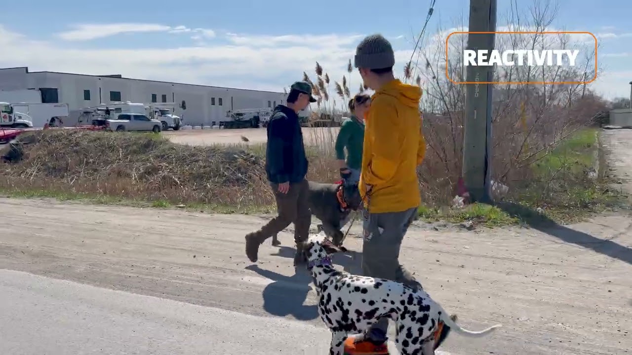 K9 Academy Private Training