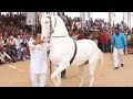 Horse Dancing At The Cattle Fair In Pushkar Rajasthan, India | Amazing Horse Dance Competition