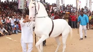 Horse Dancing At The Cattle Fair In Pushkar Rajast