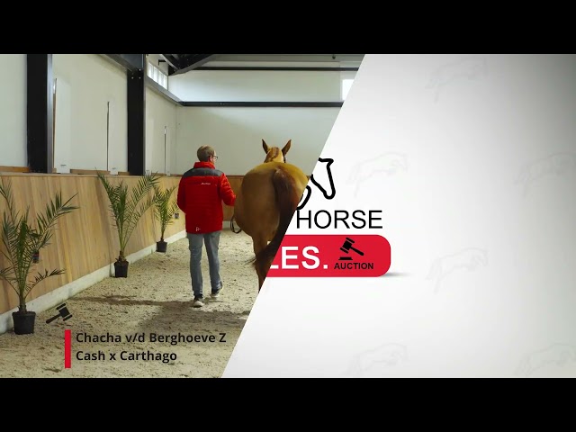 Chacha v/d Berghoeve Z