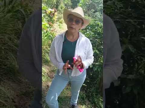 ruta de aprendizaje campesena , Belén de Umbría Risaraldas episodio 2