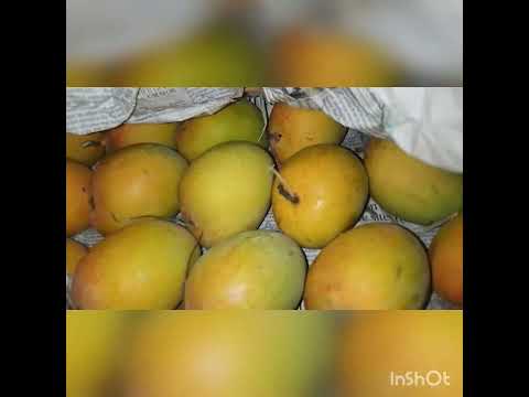 Mumbai Famous ALPHONSO  MANGO 🥭WHO LOVE 🥭 ♥️