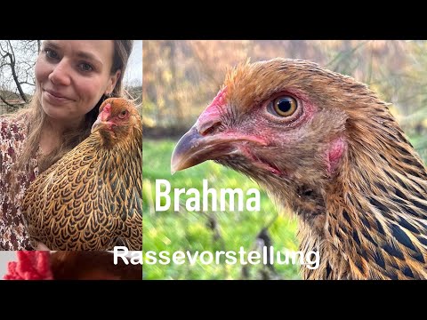 Rassevorstellung Brahma | Infos zur Rasse & warum ich sie so mag! Hühner | Hühnerhaltung