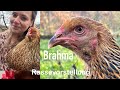 Rassevorstellung Brahma Infos Zur Rasse Warum Ich Sie So Mag Hühner Hühnerhaltung