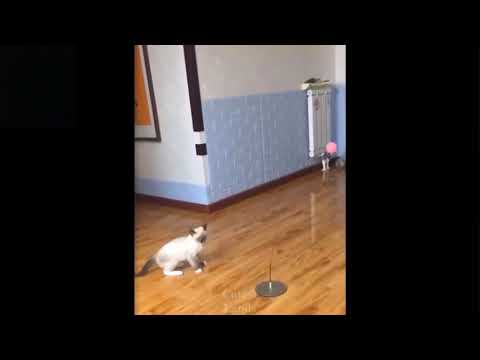 Gatinhos  engraçados