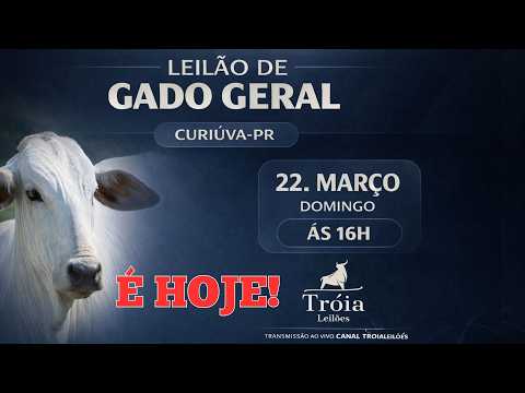 8º Leilão de Gado Geral   em Curiúva-PR  | DOMINGO - 22/03/26 - 16h