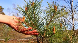 How to Grow Pine Tree from Seed. Easy way.